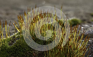 Purple Moss (Ceratodon purpureus), moss sporophyte on stones in spring