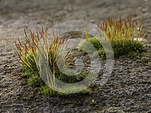 Purple Moss (Ceratodon purpureus), moss sporophyte on stones in spring