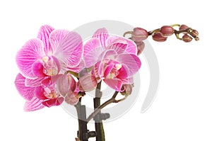 Purple moth orchid flowers