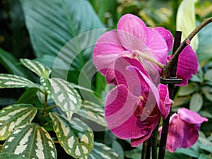 Purple moth orchid in the greenhouse. Phalaenopsis blume