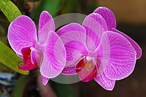 Purple moth orchid (Phalaenopsis).