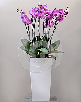 Purple Moth orchids, Phalaenopsis