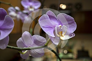 Purple Moth orchids (Phalaenopsis amabilis), commonly known as the moon orchid