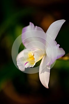 Purple mottled and spotted orchid stem. Lilac flower bloom branch. Orchidaceae blooming blossom