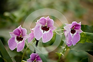 Purple mottled and spotted orchid stem. Lilac flower bloom branch. Orchidaceae blooming blossom