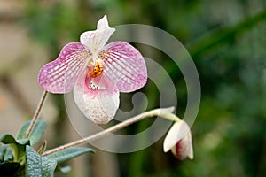 Purple mottled and spotted orchid stem. Lilac flower bloom branch. Orchidaceae blooming blossom