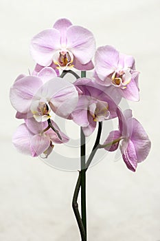 Purple mottled and spotted orchid stem. Lilac flower branch. Phalaenopsis blooming blossom focus stack on isolated white backgroun