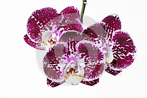 Purple mottled and spotted orchid stem. Lilac flower branch. Phalaenopsis blooming blossom focus stack