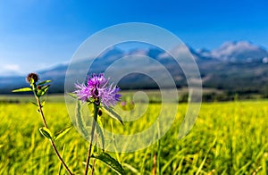 Purple mountain cornflower on green meadow.