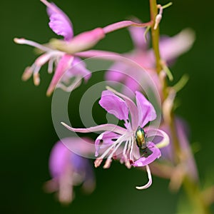 Purple mountain flower with bug