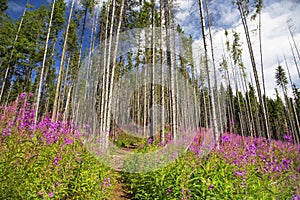 Purple mountain flowers landscape with path and beech trees fore