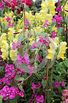 Purple Mountain Garland Flowers in Front of Yellow Snapdragons in a Flower Garden
