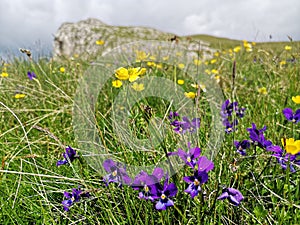 Purple mountain pansy flowers in the grass