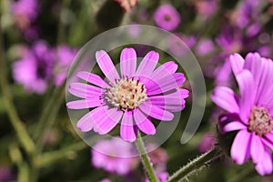 Purple `Mountain Senecio` flower - Senecio Macrocephalus
