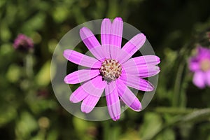 Purple `Mountain Senecio` flower - Senecio Macrocephalus