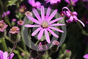 Purple `Mountain Senecio` flower - Senecio Macrocephalus