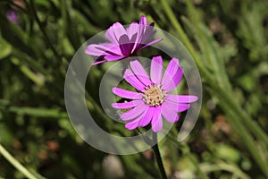 Purple `Mountain Senecio` flower - Senecio Macrocephalus