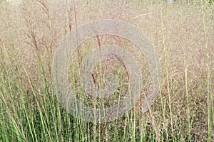 Purple Muhlenbergia sp grass field