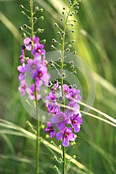 Purple Mullein verbascum Phoeniceum