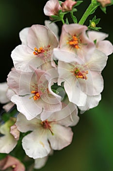 Purple mullein (Verbascum phoeniceum)