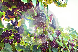 Purple Muscadine Grapes on Vine