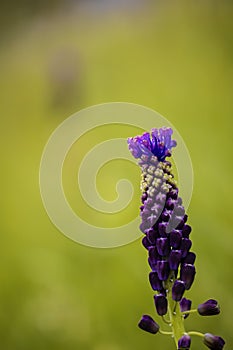 Purple Muscari Flower Among Blurred Grass