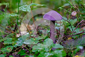 Purple mushroom or Cortinarius violaceus in wood.