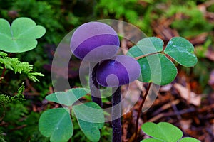 Purple mushrooms between clover, macro image