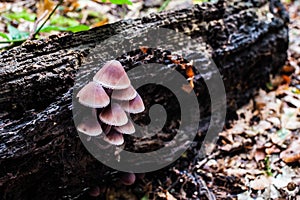 Purple mushrooms decorate a dry trunk photo