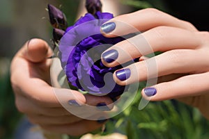 Purple nail design. Female hands with purple manicure holding eustoma flower