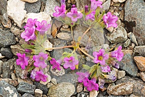 Purple Nama Wildflower photo