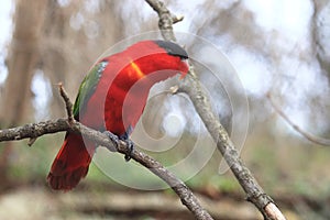 Purple-naped lory