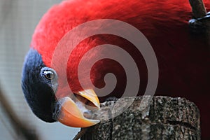 Purple-naped lory