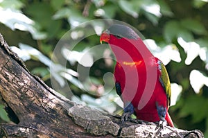 Purple-naped Lory