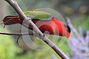 Purple-naped lory