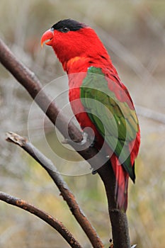 Purple-naped lory