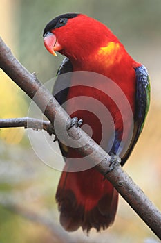 Purple-naped lory