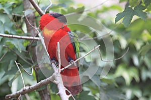 Purple-naped lory