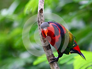 Purple Naped Lory photo