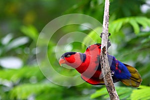 Purple Naped Lory