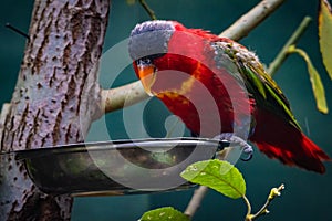 Purple-naped lory bird up and about