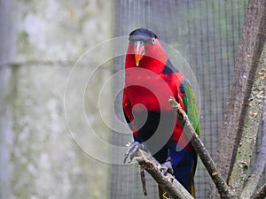 Purple-naped lory Lorius domicella is a species of parrot, seated on branch of tree, close up look