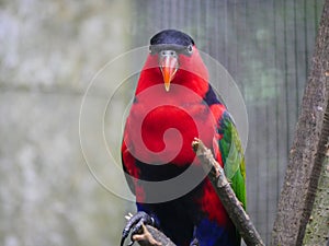Purple-naped lory Lorius domicella is a species of parrot, seated on branch of tree, close up look
