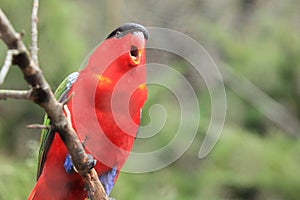 Purple-naped lory