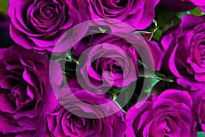 Purple natural roses background