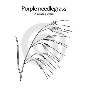 Purple needlegrass state grass of California