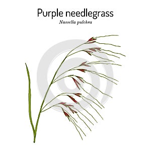 Purple needlegrass state grass of California