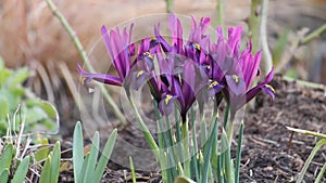 Purple netted iris Iridodictyum reticulatum or Iris reticulata flowers in garden