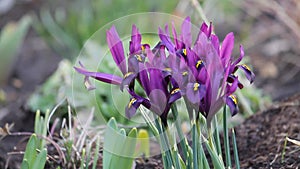 Purple netted iris Iridodictyum reticulatum or Iris reticulata flowers in garden