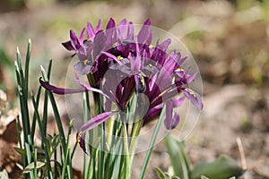 Purple netted iris Iridodictyum reticulatum or Iris reticulata flowers in garden